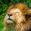 读者哲思漫步者头像，男性，蓄须，思考者形象